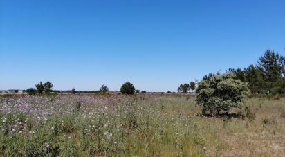 Terreno em Pegões de 41 750 m²