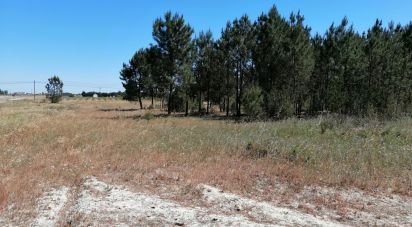 Land in Pegões of 41,750 m²