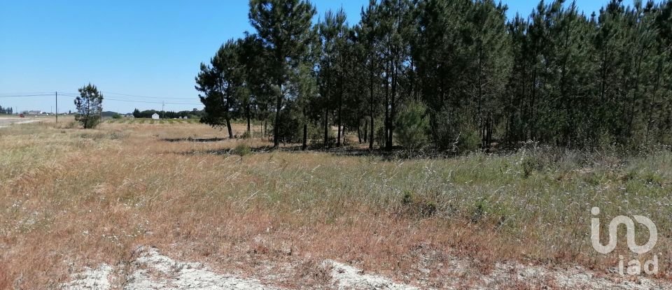 Land in Pegões of 41,750 m²