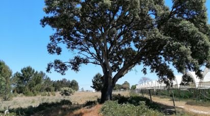 Terreno em Pegões de 41 750 m²