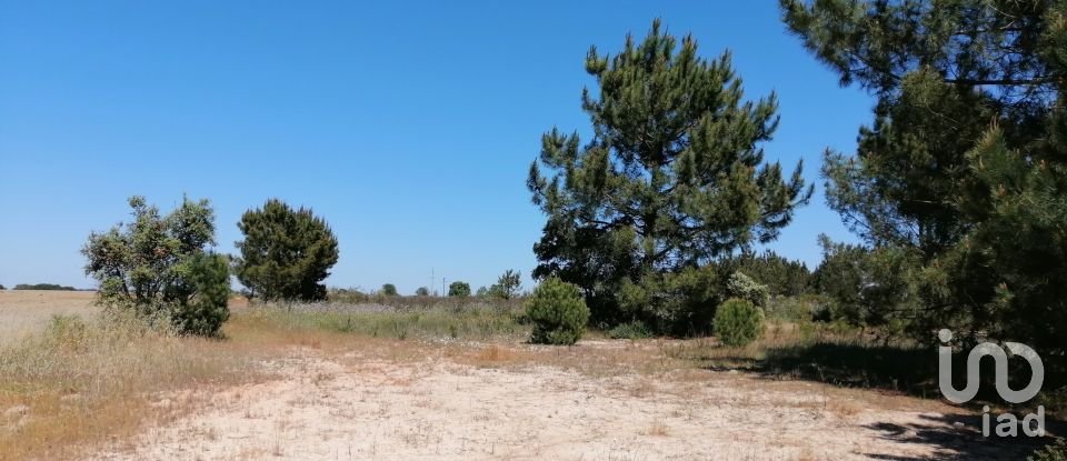 Land in Pegões of 41,750 m²