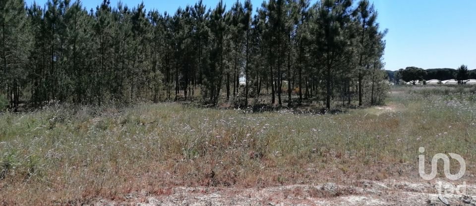 Land in Pegões of 41,750 m²