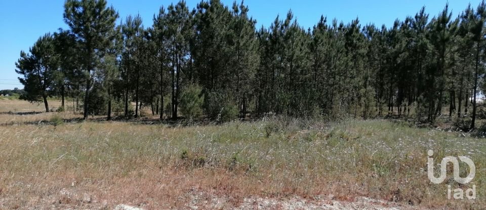 Land in Pegões of 41,750 m²