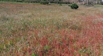 Terreno em Pegões de 19 000 m²