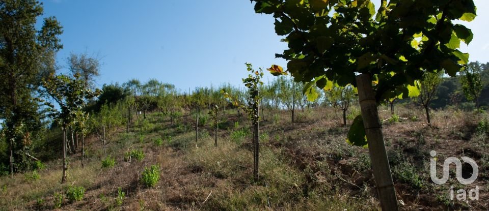 Terrain à Lamas de 11 841 m²