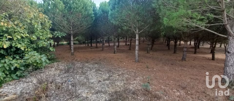 Building plot in Lamas e Cercal of 7,040 m²