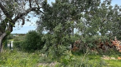 Land in Tavira (Santa Maria e Santiago) of 10,986 m²