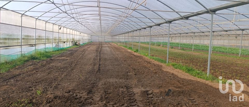 Agricultural land in Ovar, São João, Arada e São Vicente de Pereira Jusã of 35,000 m²