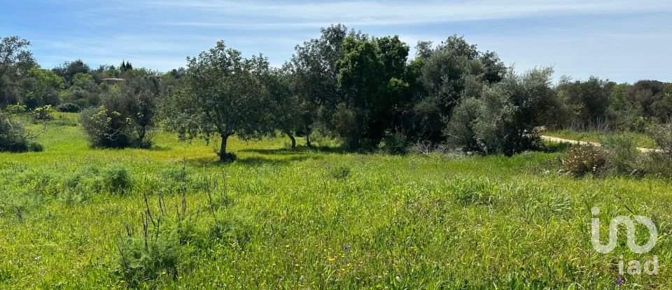 Terreno Agrícola em Silves de 2 900 m²