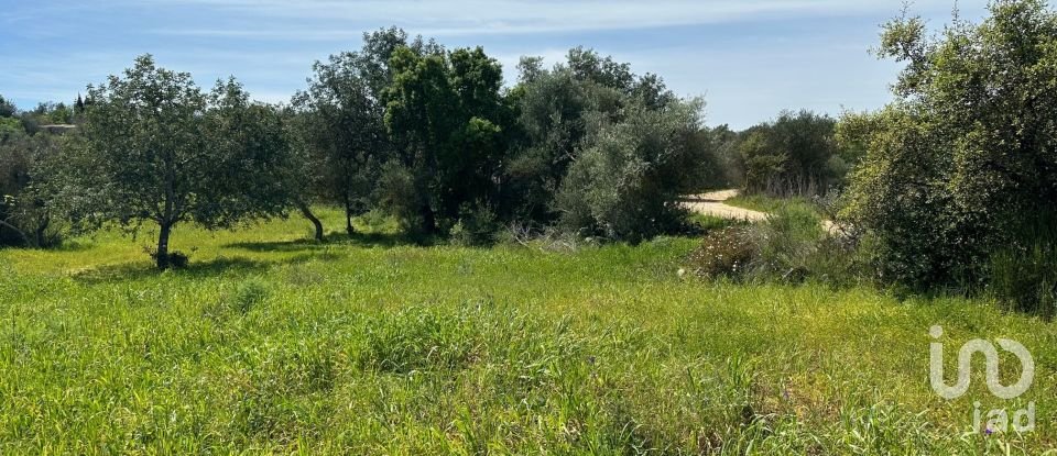 Terreno Agrícola em Silves de 2 900 m²