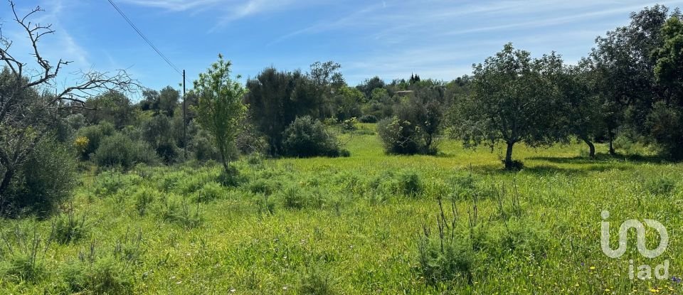 Terreno Agrícola em Silves de 2 900 m²