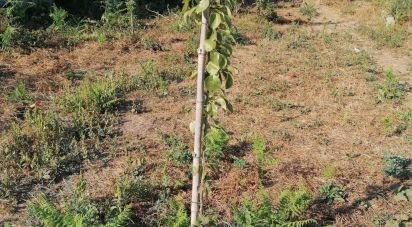 Terreno em Palmeira de Faro e Curvos de 632 m²