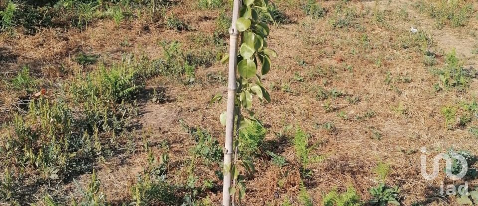 Terreno em Palmeira de Faro e Curvos de 632 m²