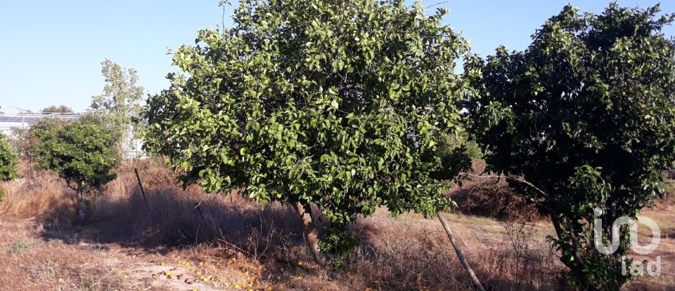 Ferme T3 à Alagoa de 195 m²