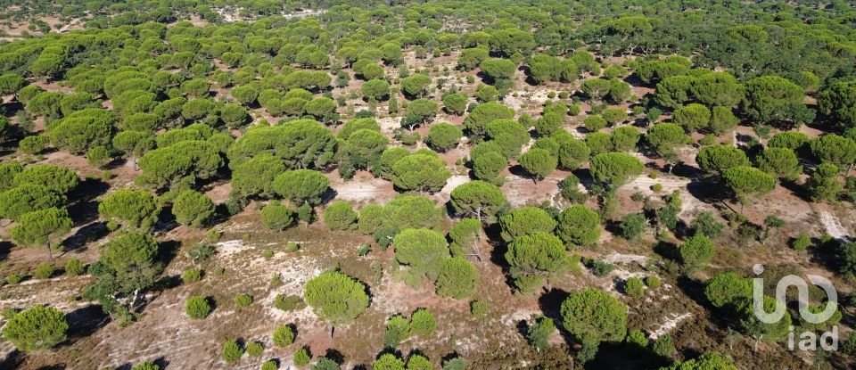 Terrain à Montargil de 770 000 m²