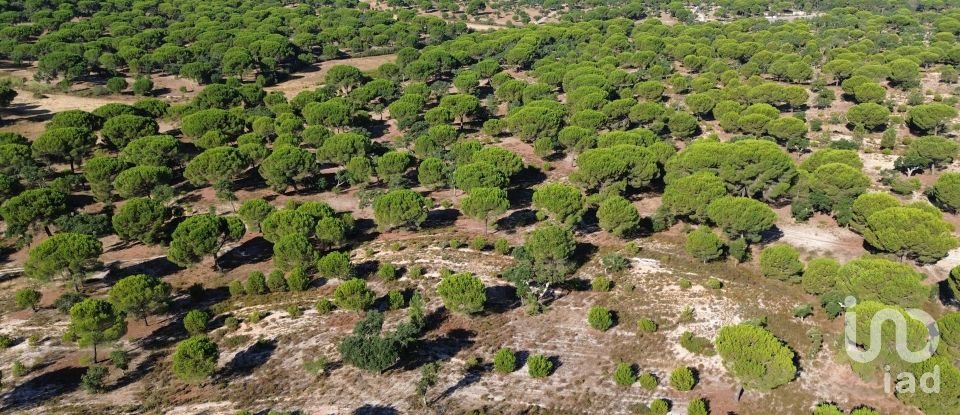 Terrain à Montargil de 770 000 m²