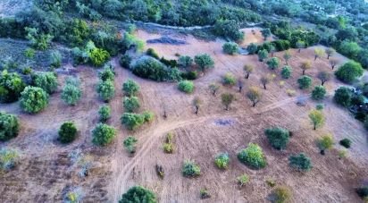 Agricultural land in Santa Bárbara de Nexe of 14,400 m²