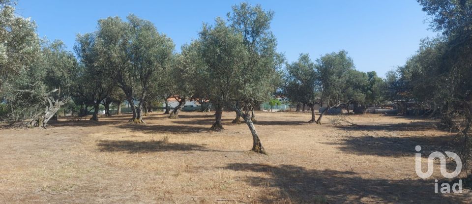 Terreno de Lazer em Alcácer do Sal (Santa Maria do Castelo e Santiago) e Santa Susana de 8 000 m²