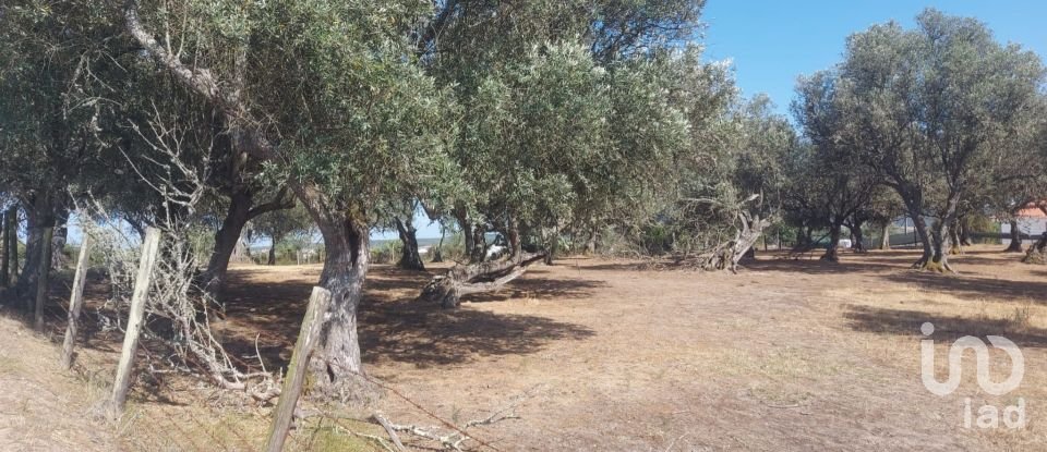 Terreno de Lazer em Alcácer do Sal (Santa Maria do Castelo e Santiago) e Santa Susana de 8 000 m²