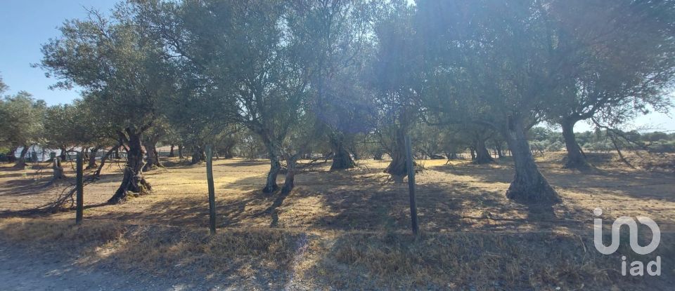 Terreno de Lazer em Alcácer do Sal (Santa Maria do Castelo e Santiago) e Santa Susana de 8 000 m²