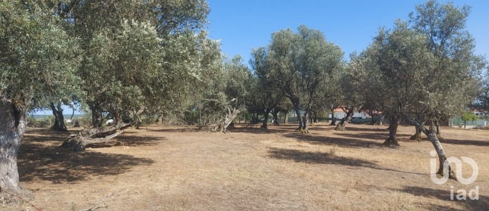 Terreno de Lazer em Alcácer do Sal (Santa Maria do Castelo e Santiago) e Santa Susana de 8 000 m²