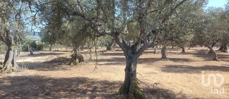 Terreno de Lazer em Alcácer do Sal (Santa Maria do Castelo e Santiago) e Santa Susana de 8 000 m²