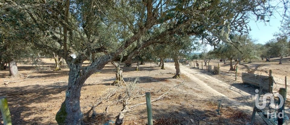 Terreno de Lazer em Alcácer do Sal (Santa Maria do Castelo e Santiago) e Santa Susana de 8 000 m²