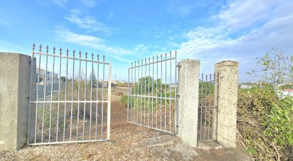 Terrain à Mafra de 10 937 m²