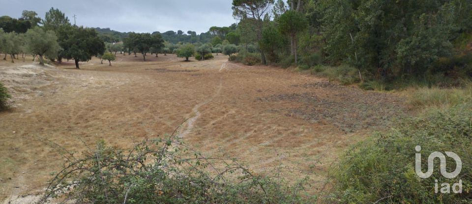 Terrain à Galveias de 100 750 m²