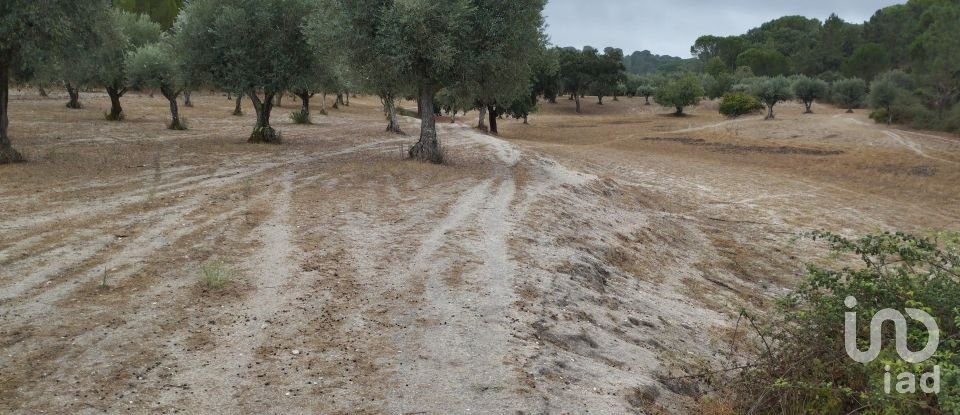 Terreno em Galveias de 100 750 m²