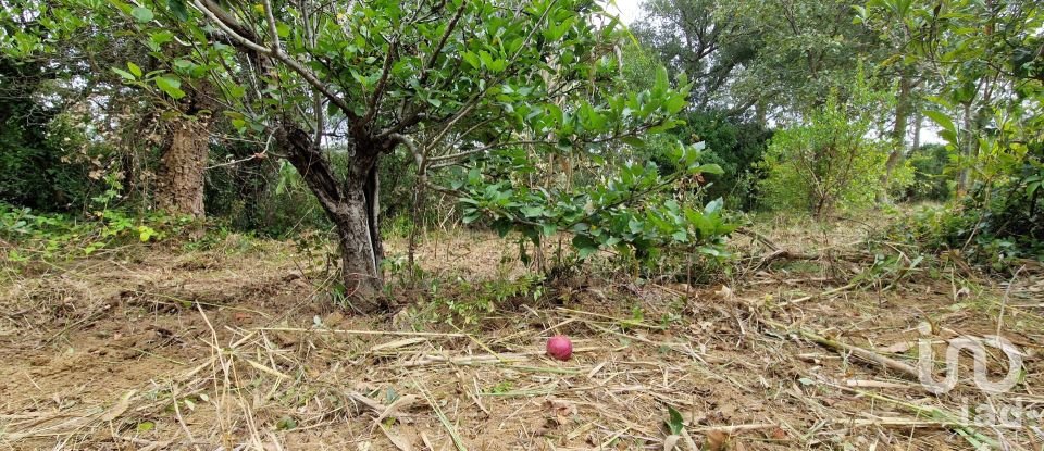 Terreno em Mafra de 12 247 m²