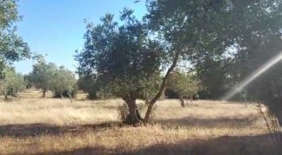 Building land in Alcácer do Sal (Santa Maria do Castelo e Santiago) e Santa Susana of 14,750 m²