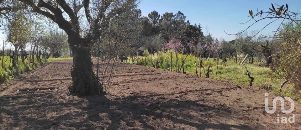 Terreno Agrícola em Midões de 3 900 m²