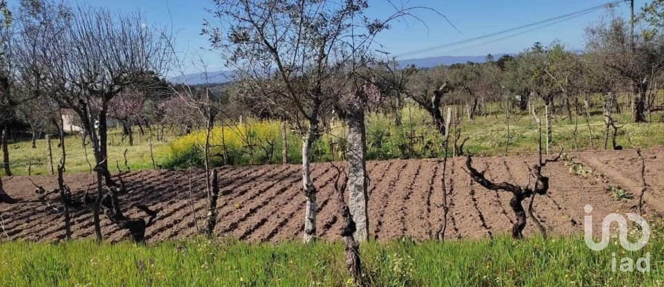 Terreno Agrícola em Midões de 3 900 m²