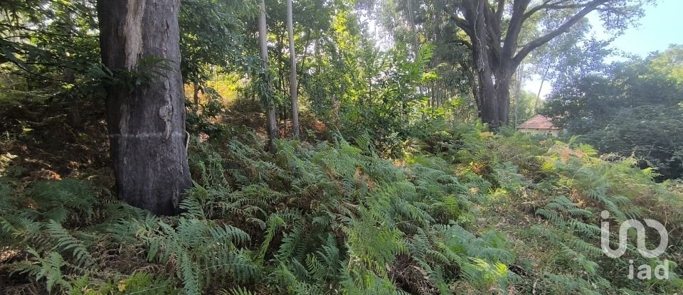 Terreno para construção em Ruivães e Campos de 3 186 m²