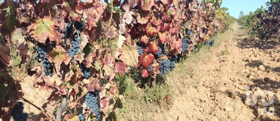 Terreno Agrícola em Freixo de Espada à Cinta e Mazouco de 36 418 m²