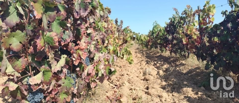 Terreno Agrícola em Freixo de Espada à Cinta e Mazouco de 36 418 m²