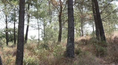 Land in Palmela of 10,966 m²