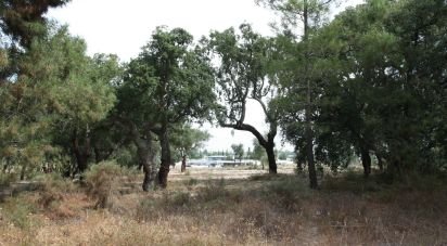 Land in Palmela of 10,966 m²