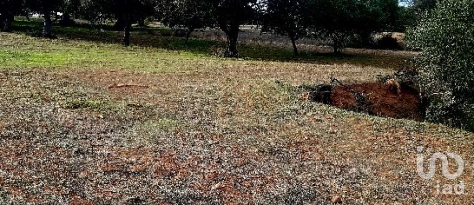 Terreno Agrícola em Boliqueime de 7 000 m²