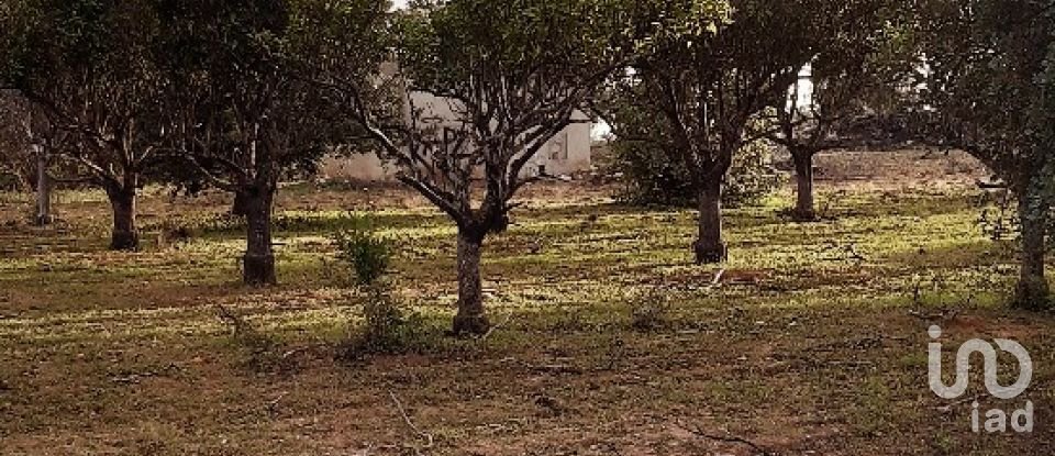 Terreno Agrícola em Boliqueime de 7 000 m²