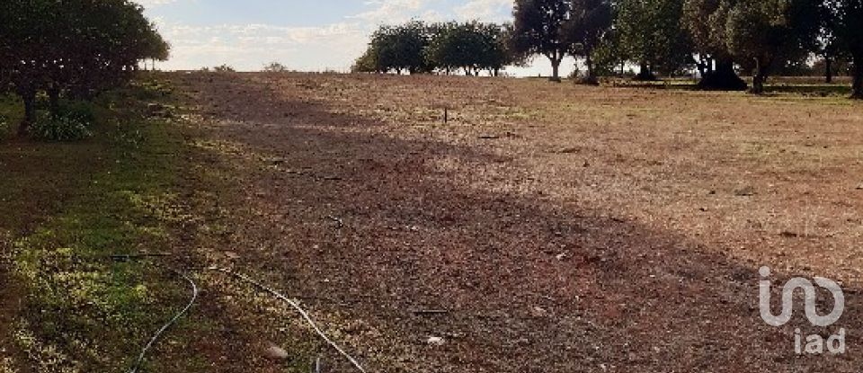 Terreno Agrícola em Boliqueime de 7 000 m²