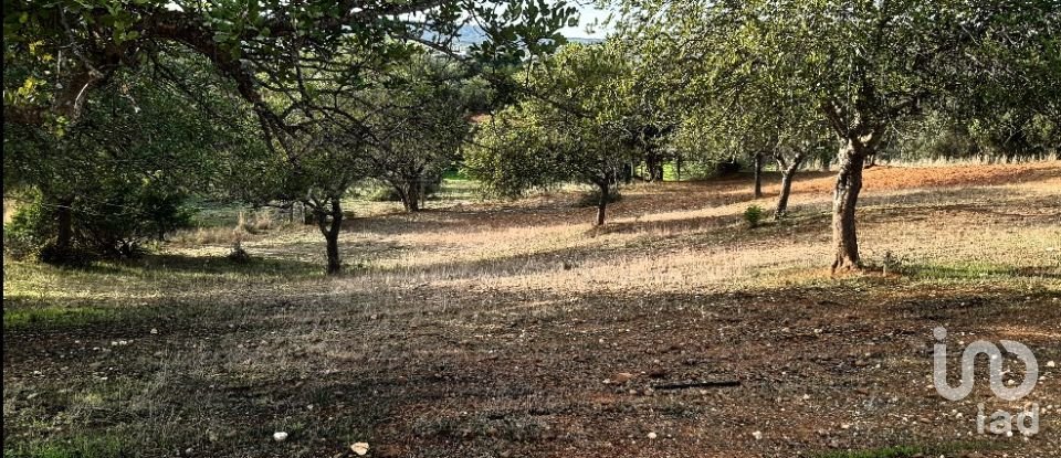 Terreno Agrícola em Boliqueime de 7 000 m²