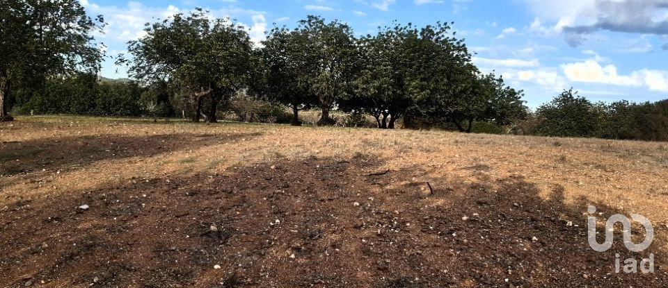 Terreno Agrícola em Boliqueime de 7 000 m²