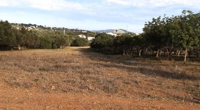 Agricultural land in Boliqueime of 7,000 m²