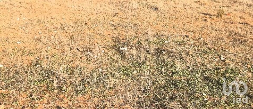 Terreno Agrícola em Boliqueime de 7 000 m²