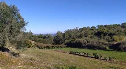 Terreno em Alcobaça e Vestiaria de 17 749 m²