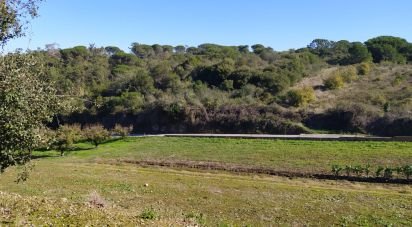 Terreno em Alcobaça e Vestiaria de 17 749 m²