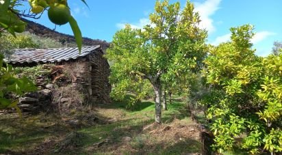 Terreno Agrícola em Freixo de Espada à Cinta e Mazouco de 6 000 m²