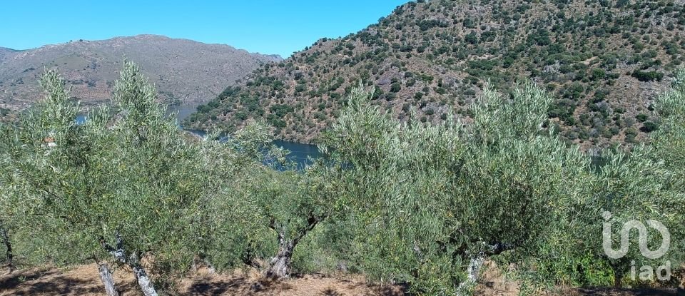 Agricultural land in Freixo de Espada à Cinta e Mazouco of 6,000 m²